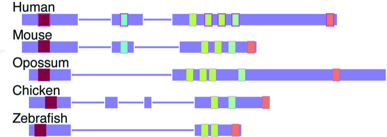 LncRNAs (light purple) of different species vary in length but contain similar significant “beads” (blue, yellow and pink)