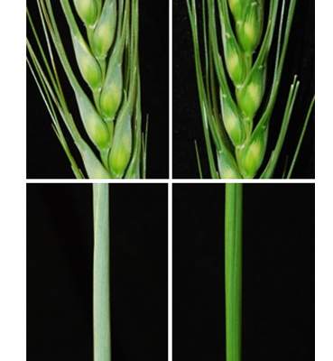 A bluish-gray coating (left) adds sturdiness to wheat (bottom, leaf sheaths). When scientists silenced one of the genes responsible for the production of this coating, the wheat grew to be glossy-green (right) 