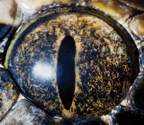 עין הנחש. צילום: סורן מנבליאן (ארמניה). מתוך סדרת צילומי עיניים של בעלי-חיים, המעובדים כווידיאו המוצג בתערוכה "קשר עין" בפקולטה לפיסיקה במכון ויצמן למדע