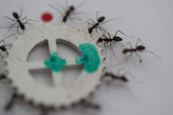 קבוצה של אצניות משתפת פעולה בסחיבת פריט אוכל הכבד מדי לכל אחת מהן להזיז לבדה. במקרה זה הנמלים - כ-120 מהן - סוחבות חפץ הגדול בהרבה מפריטי אוכל אותן יאספו באופן טבעי. צילום: ד"ר אהוד פוניו