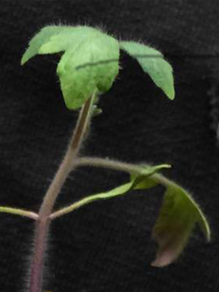 A split-root tomato plant