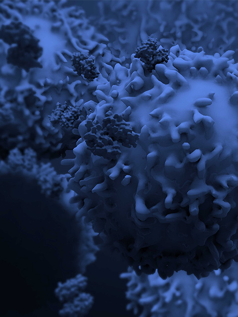 תאי T של המערכת החיסונית. טיפולים אימונותרפיים רותמים תאים אלה נגד גידולים סרטניים. תמונה: גטי אימג'ס