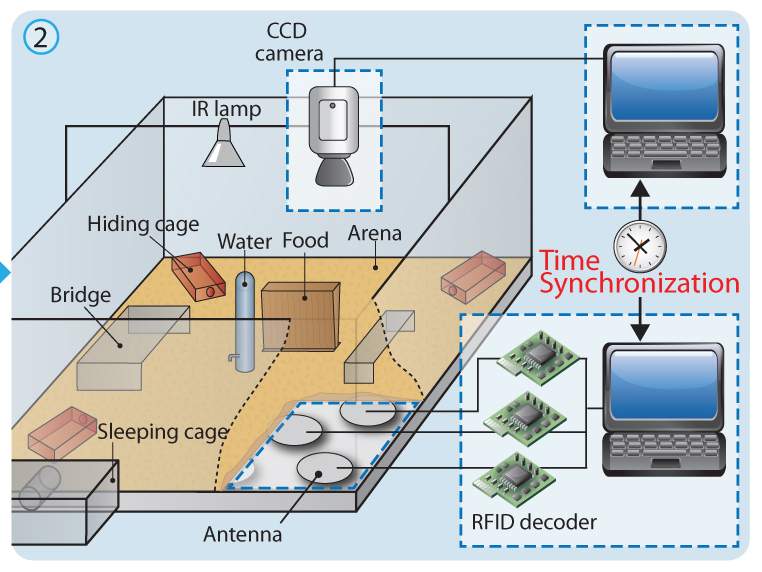 תרשים מערכת המעקב האוטומטית. לעכברים הושתל שבב המזוהה על-ידי מערך אנטנות מתחת לרצפת הכלוב. בכלוב שטח מרכזי גדול, ובו מיתקנים כמו קופסאות מחסה, גשרים, מזון ושתייה, וכן שמונה כלובי שינה, והוא מואר בתאורת אינפרה-אדום. התנהגות העכברים מנוטרת על-ידי מצלמות וידאו המותקנות על התקרה. שילוב הנתונים המגיעים ממצלמות הווידאו עם המעקב האלקטרוני אחר השבבים, מספק מידע שוטף על מיקומו של כל עכבר