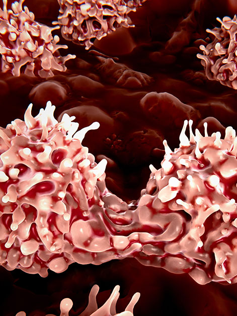 Stem cells dividing in the bone marrow. Photo credit: Shutterstock