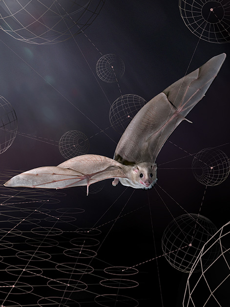 עטלף הפירות בתעופה במרחב התלת-ממדי. צילום: סטיב גטל; עיצוב: מעיין ויז'ואלס
