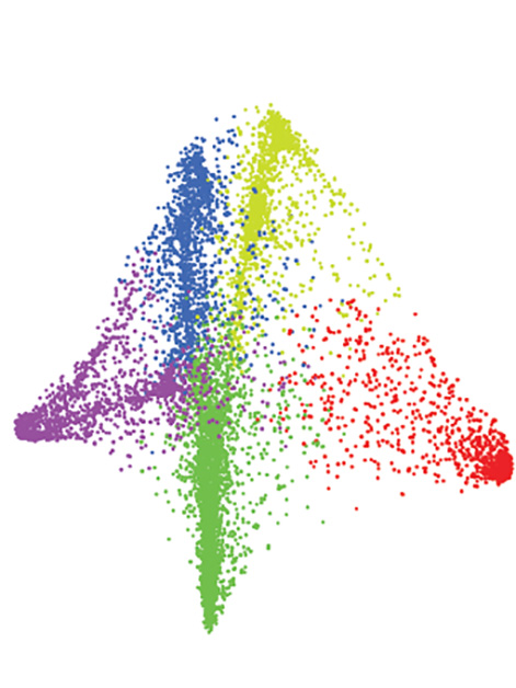 מבנה דמוי פרפר: כל נקודה מייצגת דפוס פעילות של כ-450 תאי עצב בהיפוקמפוס בחלון זמן של 50 אלפיות השנייה. הצבעים מייצגים מצבי רשת הקשורים להתנהגויות שונות (ריצה, שתייה, סיבוב) במיקומים שונים לאורך מסלול הריצה