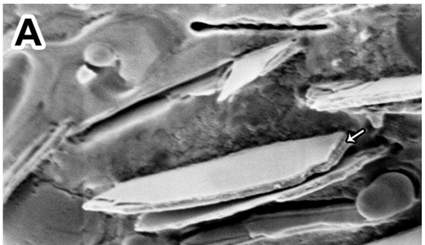 צילום במיקרוסקופ אלקטרונים סורק של לוחות גואנין מעכביש כסוף. בצילום העליון נראה מבנה דמוי כריך, ובו שכבת גואנין לא גבישי (מסומנת בחץ) בין שני לוחות של גואנין גבישי