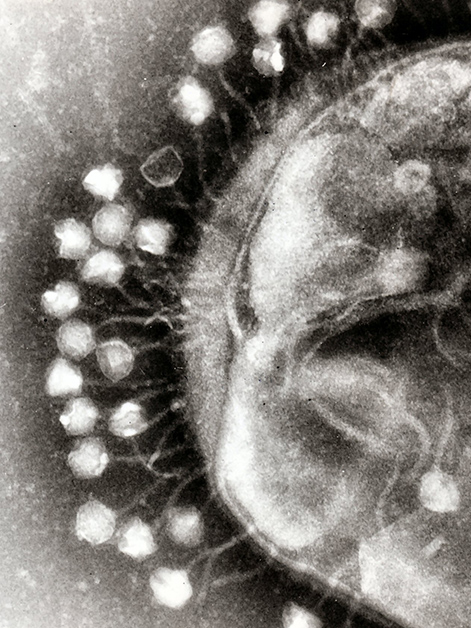 מתקפת פאג'ים על חיידק. מקור: Prof. Graham Beards