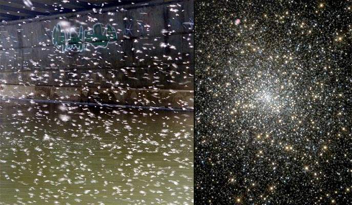 קווי דמיון בין המבנה של של צבירי כוכבים (מימין) לבין המבנה של נחילי ברחשים (משמאל)