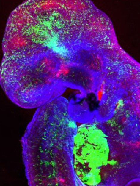 עובר עכבר עם תאים אנושיים התורמים להתפתחותו