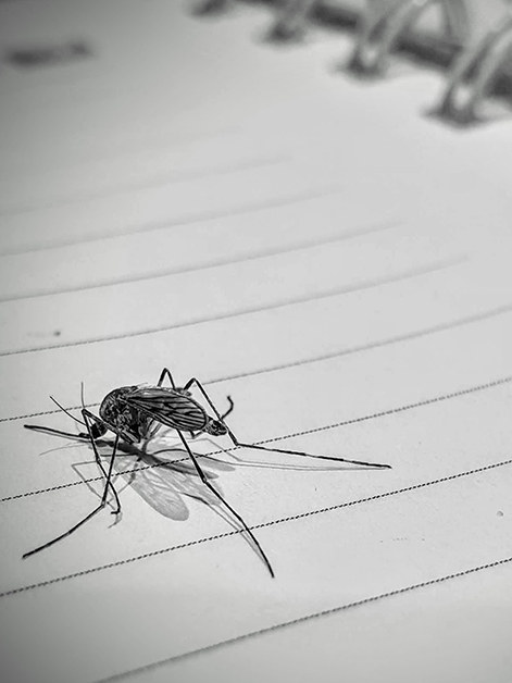 יתוש על מחברת. צילום: ד"ר יונאס ויטק