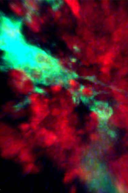 Cell feast streamed live: TBMs (green) swallow dying B cells (red) inside the lymph node “training camps”