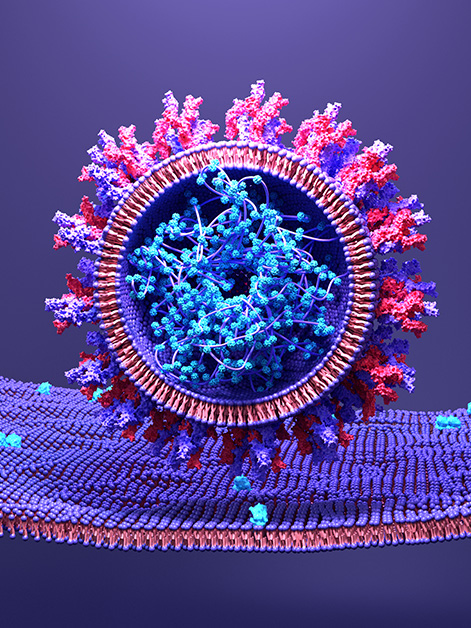 תמונת אילוסטרציה של נגיף הקורונה נקשר לקולטן ACE2 הנמצא על גבי קרום התא. מקור: שאטרסטוק