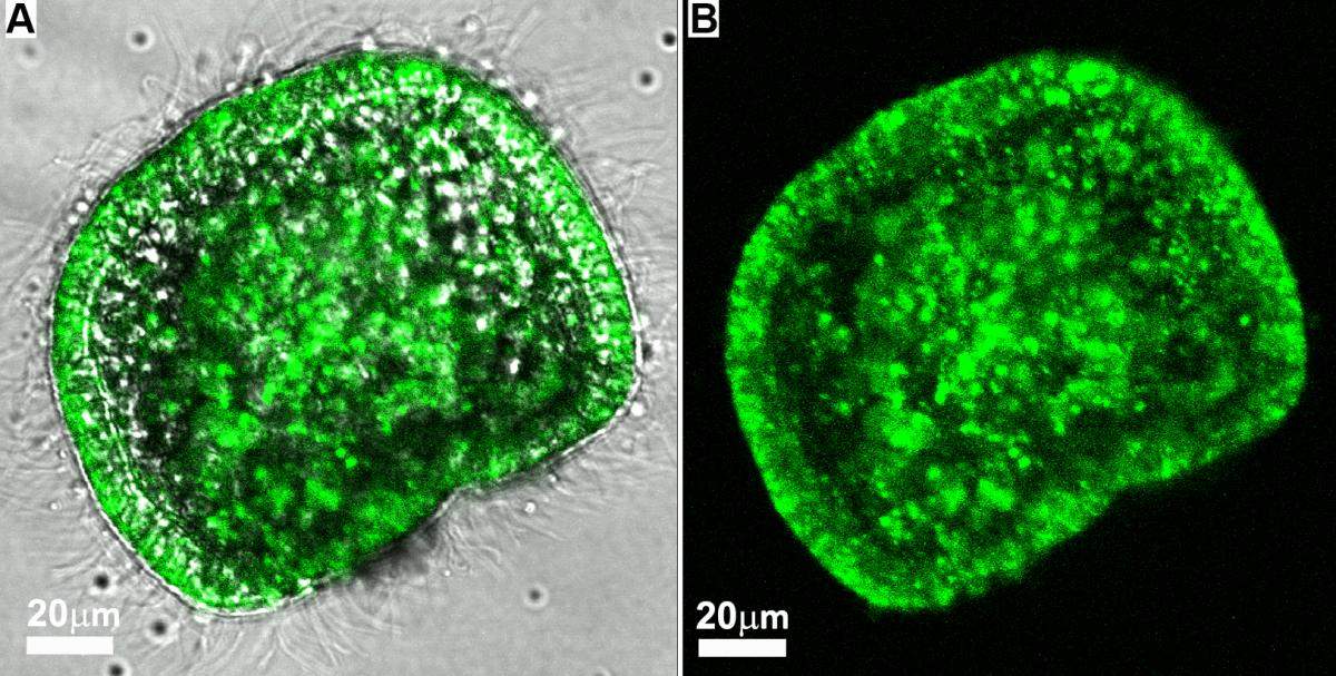 עובר קיפוד ים חי שגודל במי ים מסומנים בצבע פלואורסנטי ירוק. גרגירי הסידן הפחמתי המסומנים בצבע ירוק נראים בכל חלקי העובר. (A) תמונות מיקרוסקופ אור ומיקרוסקופ פלואורסצנטי זו על גבי זו. (B) תמונת מיקרוסקופ פלואורסצנטי