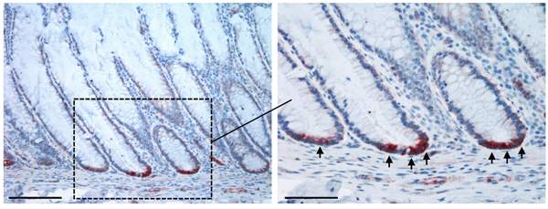 ביטוי הגן SMOC-2 (באדום) בתאי הגזע של המעי מראה שתאים אלה נמצאים בתחתית השקערוריות. קנה מידה מימין: 50 מיקרון; קנה מידה משמאל: 100 מיקרון