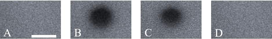 1.	גביש של פרובסקיט האלידי תחת מיקרוסקופ לפני יצירת הפגם ולאחריה: A – מצב תקין, B – מצב פגום, C – הריפוי, D – לאחר ריפוי עצמי. פס המדידה: 10 מיקרונים