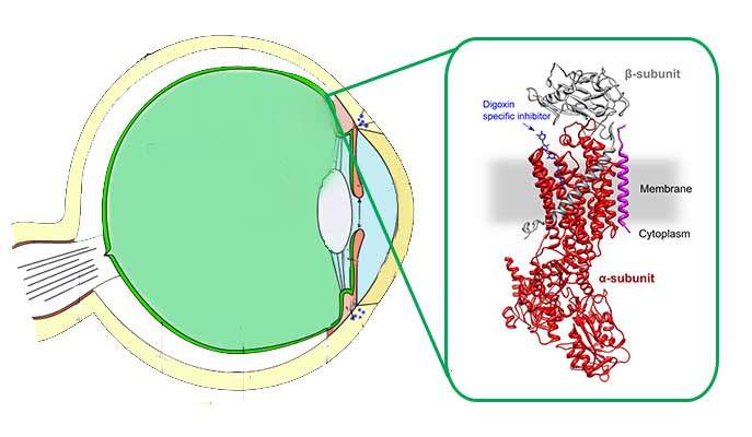 Insert: A three-dimensional model of the sodium-potassium pump (alpha subunit is in red, beta in gray), blocked by the new digoxin derivative (blue) that may serve as a future drug for glaucoma