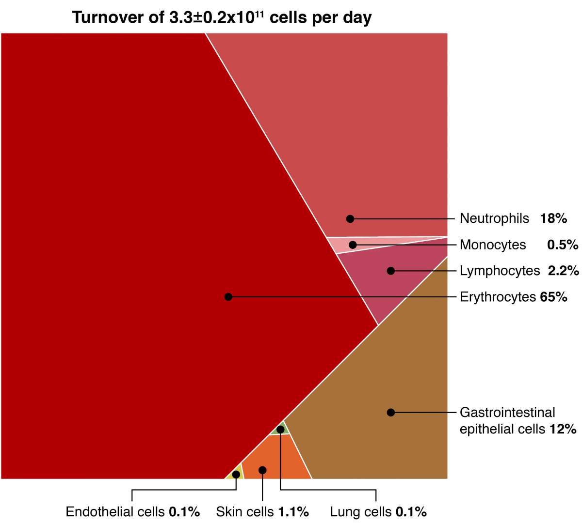 By numbers, blood cells make up 90% of those replaced each day 