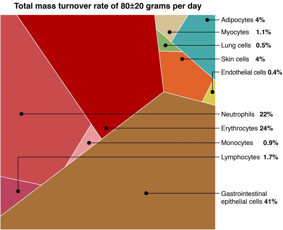 Because blood cells are light, they account for only around half of the mass