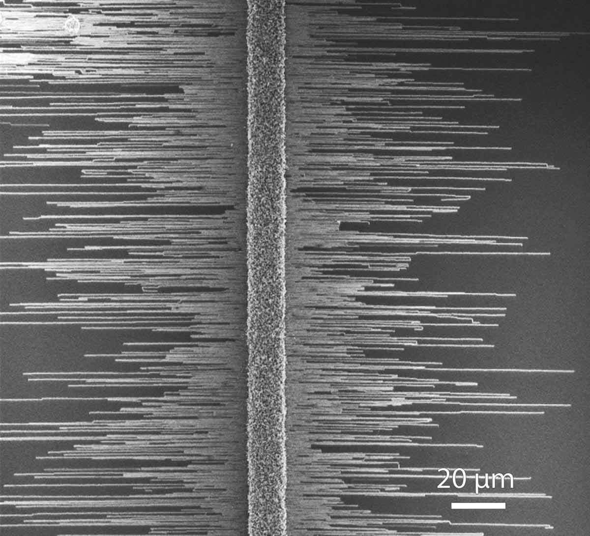 תמונה במיקרוסקופ אלקטרונים סורק של ננו-חוטים עשויים גליום-ניטריד, הגדלים במסודר על גביש ספיר