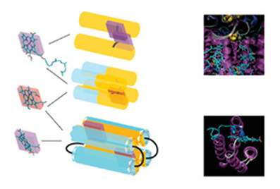 סוגים שונים של "חלבוני דגם" מלאכותיים (במרכז בתכלת ובצהוב) עם "מולקולות העזר" הנקשרות אליהם (משמאל). מימין נראות דוגמאות לחלבונים טבעיים המקבילים, במבנה ובפעילות, למערכות המלאכותיות: מרכז ריאקציה פוטוסינתטי (למעלה) וציטוכרום (למטה)