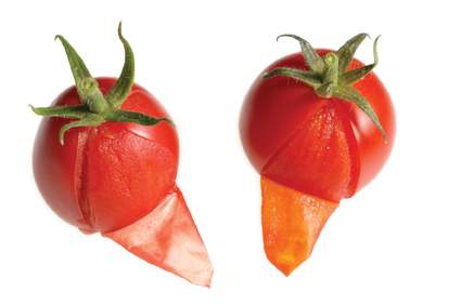 עגבניה רגילה (מימין) בעלת קוטיקולה צהובה, וקוטיקולה ורדרדה של עגבניה מוטנטית