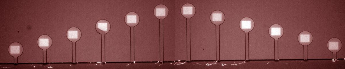 Fluorescent image of DNA (white squares) patterned in circular compartments connected by capillary tubes to the cell-free extract flowing in the channel at bottom. Compartments are 100 micrometers in diameter