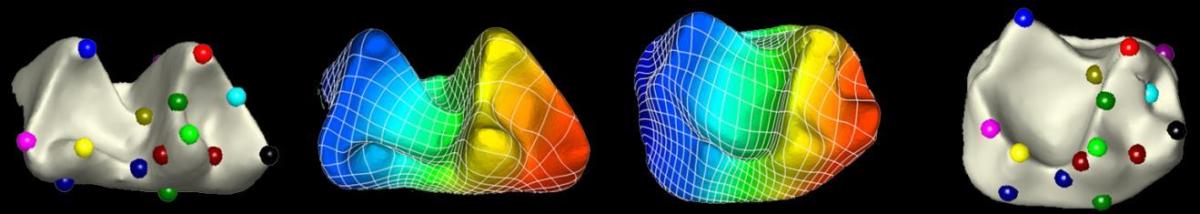 Matching surfaces: (Top) the computer analysis and (bottom) the points selected by an expert. Note the similarities between the computer’s final result (top right) and that of the expert