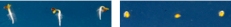 When the scientists suppressed the production of the ATI1 protein, which is involved in selective autophagy, and placed the seeds under conditions that reduce germination efficiency, the genetically engineered seeds (right panel) germinated much slower than the control seeds (left panel)