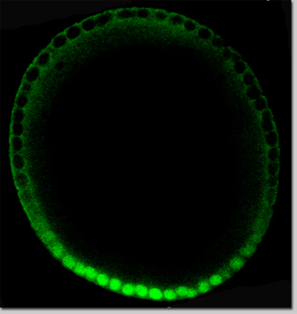 Dorsal-GFP displaying a gradient of nuclear localization