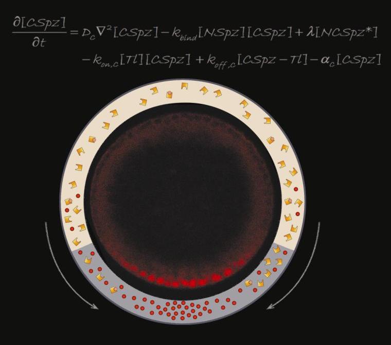 A model predicting a “self-organized shuttling” mechanism in which the Toll activator, Spaetzle, is physically redistributed to the center of the belly region by another part of the same Spaetzle protein. The resulting gradient of Toll activation provides the cue for further patterning of the Drosophila embryo