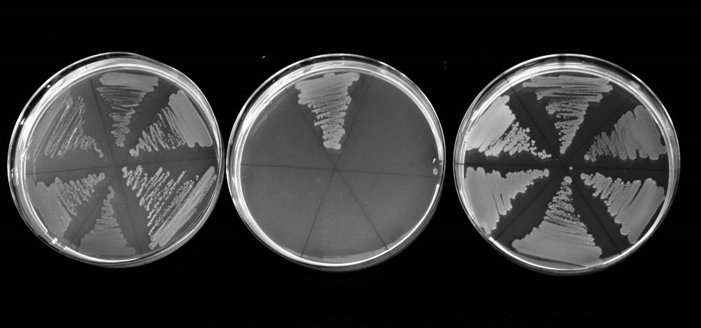 Growth of bacteria when only antitoxin is induced (left), only toxin is induced (middle), and both are induced together (right)