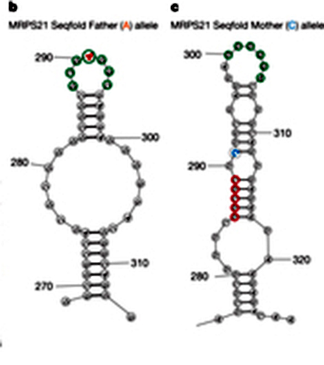 RiboSNitches: these RNA segments in the mother and father have slightly different sequences, but very different folding patterns