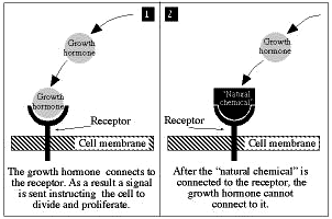 Growth, development and cancer