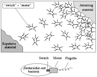 rotation of the flagellar motor