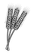 Wheat