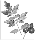 tomatoes