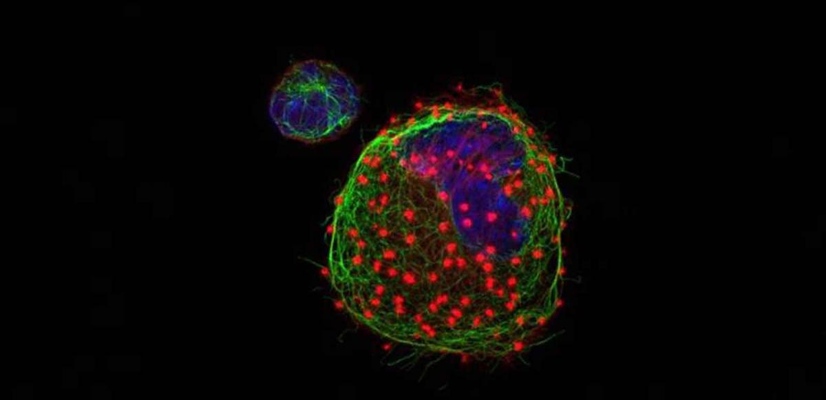 Megakaryocyte in which the microRNA mir-142 has been knocked out