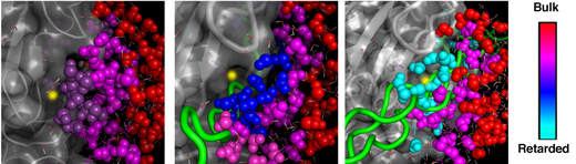 Water dynamics near an enzyme-collagen complex: The rates at which water molecules exchange hydrogen bonds with one another depend on the distance from the active site of the enzyme (gray) and on the type of collagen interacting with the enzyme; the different rates create a gradient of water motions, ranging from extremely fast (red) to very slow (blue and light-blue)