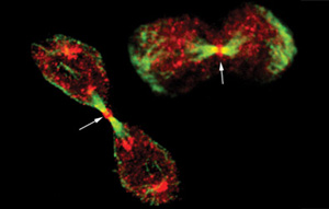 Cells lacking the separation protein