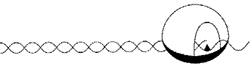 Schematic diagram of lesion entering DNA duplicating machinery