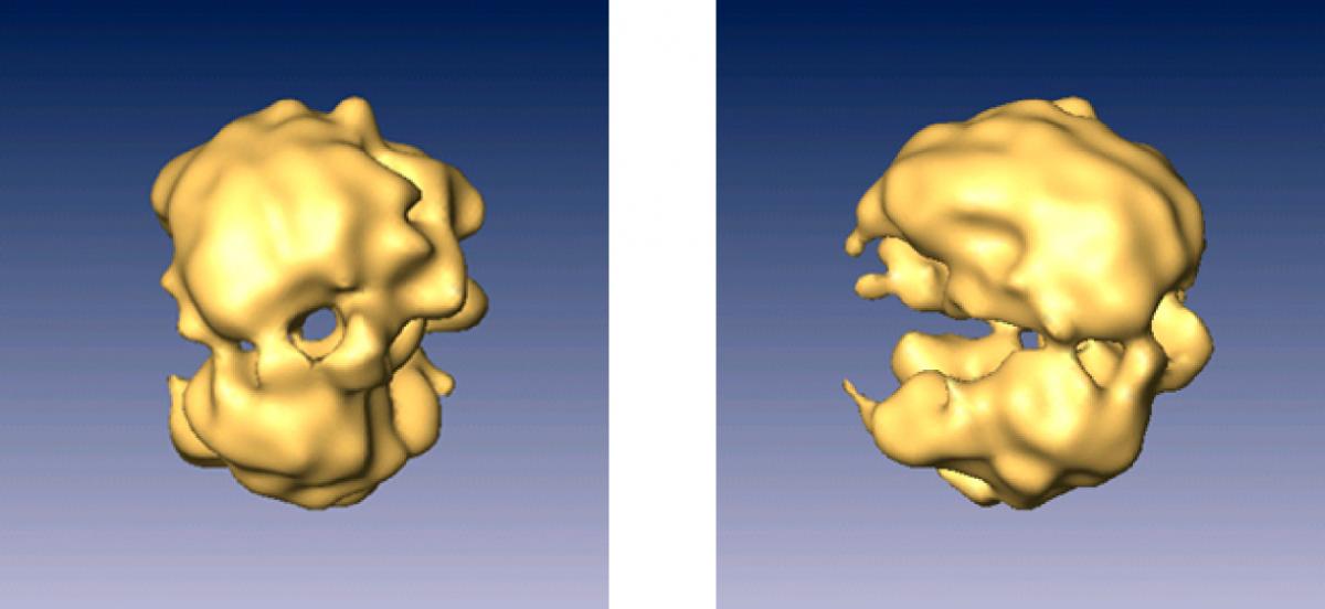 Front and side views of the spliceosome