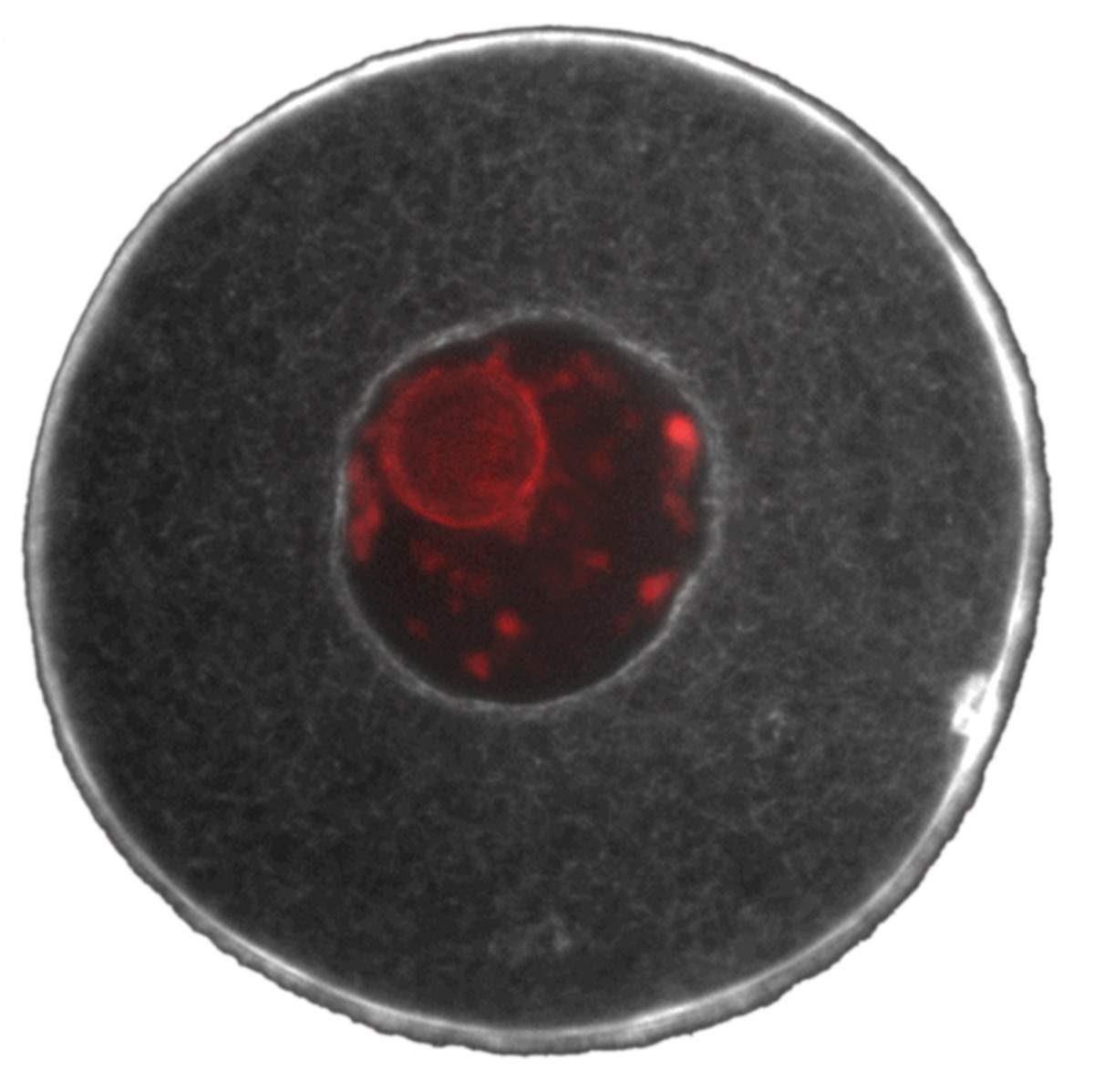 גרעין תא ביצית (באדום) במרכז, ומסביבו רשת סיבי האקטין של השלד התאי