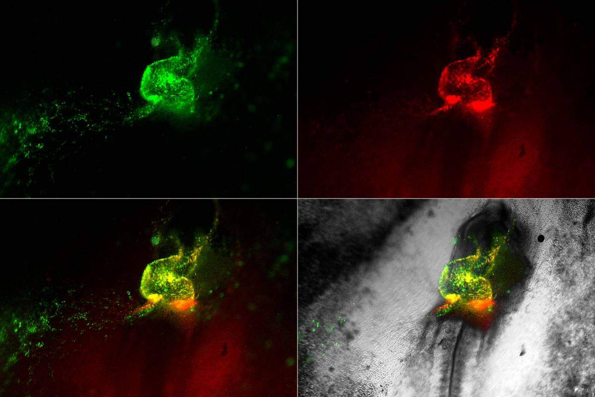 The early heart tube of a chick embryo: Cardiac and endothelial cells are made visible by specifically expressing fluorescent proteins under the control of the Nkx2.5 (green) and Isl1 (red) cardiovascular genes