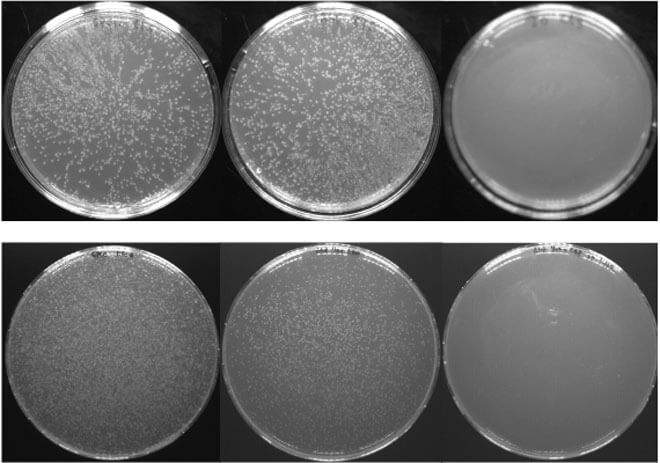 Bacteria with the human membrane protein CLS (top) wild type, and (bottom) the library encoding every single-site mutation thought to be in its membrane span. Each column is grown on agar with different antibiotic markers. These demonstrate that human CLS inserts itself into the bacterial membrane (middle plate) but does not self-associate (right)