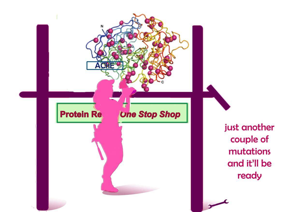 protein repair shop