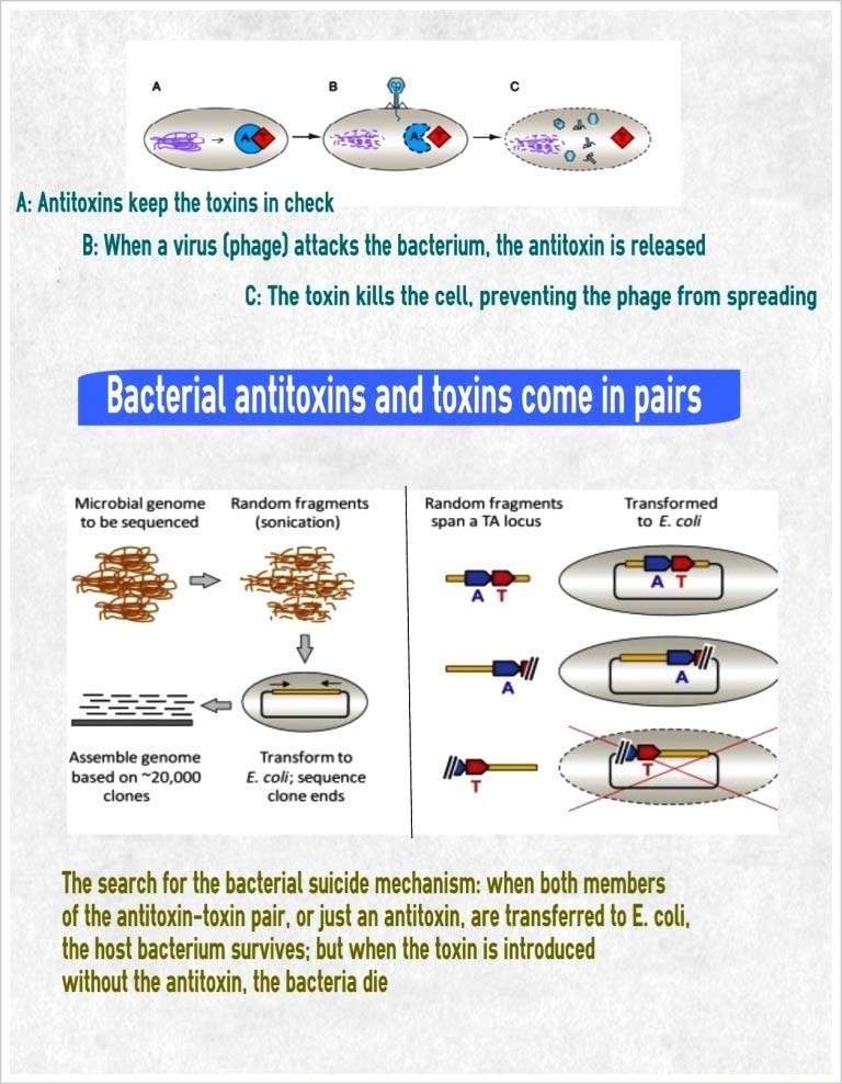 sorek infographic