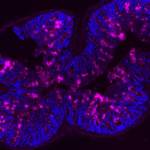 החלבון מוצין (בסגול) מצפה מעי עכבר, בהגדלת מיקרוסקופ