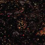 רקמת סרטן ריאות אנושית תחת המיקרוסקופ. בסביבת המקרופאגים הסייענים (באדום) נמצאים גם אנזימים (בצהוב) שמכניסים לפעולה את החלק המעורר בנוגדנים שפותחו. פעולה ממוקדת זו מונעת פגיעה ברקמות בריאות