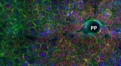 פעילות גן המייצר גלוקוז ברקמת כבד של עכבר. ריכוז גדול של mRNA (הנקודות האדומות) מעיד על כך שפעילות זו גבוהה ביותר בקירבת כלי הדם (PP) שמציפים את הרקמה בדם עשיר בחמצן החיוני לייצור הגלוקוז. צולם במיקרוסקופ פלואורסצנטי 